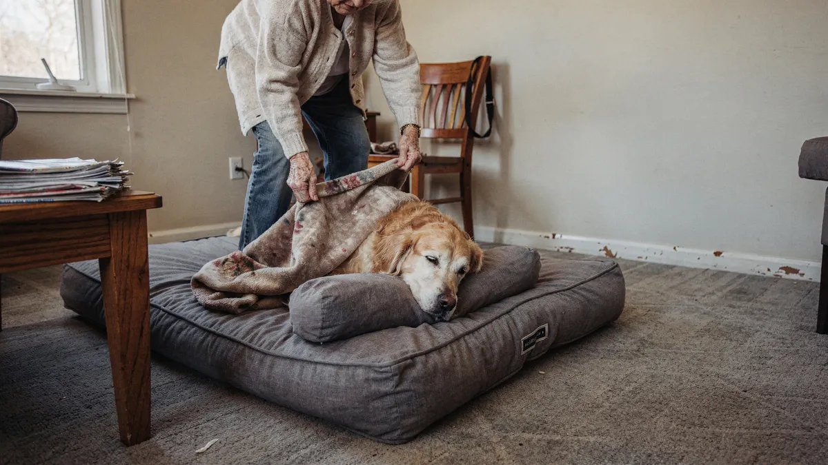 A Guide To Orthopedic Pet Beds for Larger Dogs