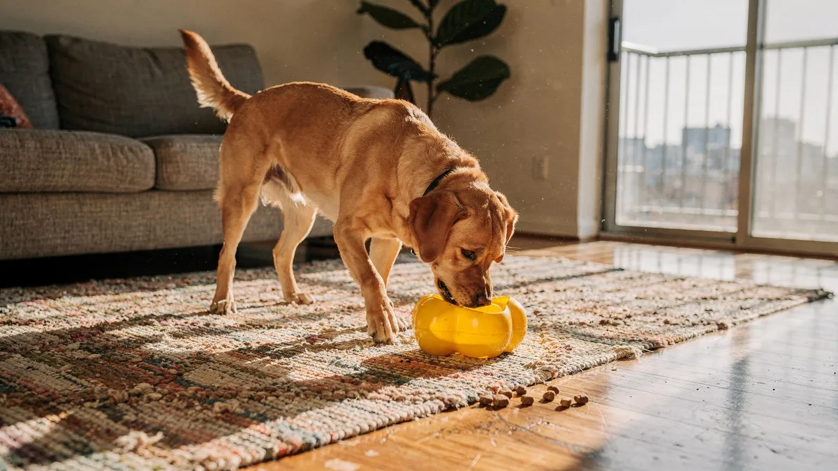 A Guide To Interactive Treat Toys for Indoor Dogs